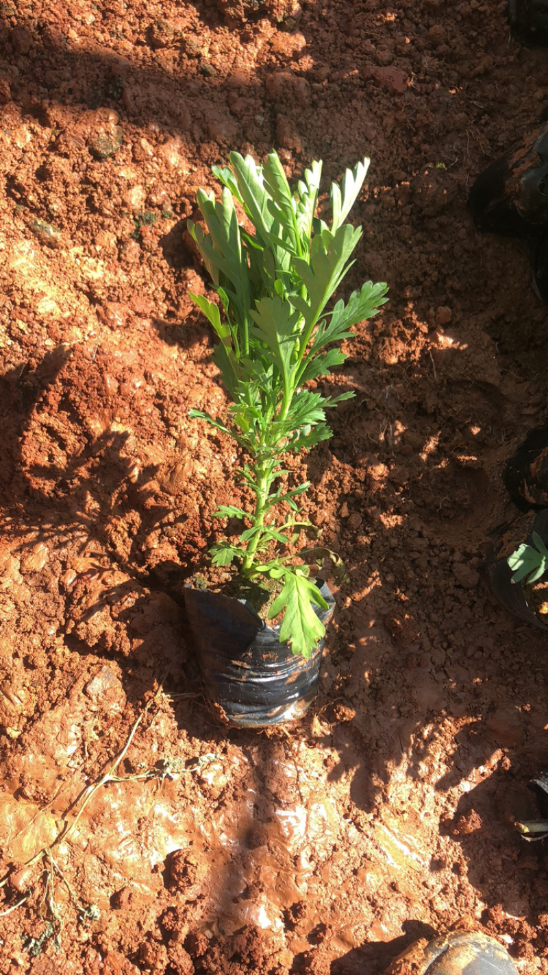 营养袋木春菊工程用苗基地直发价格便宜质量好
