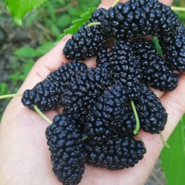 新鲜桑葚