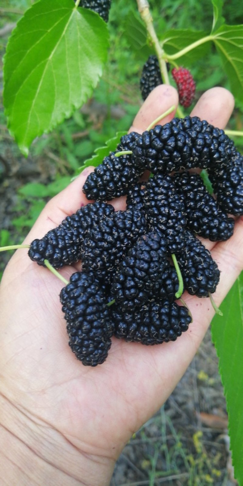 新鲜桑葚