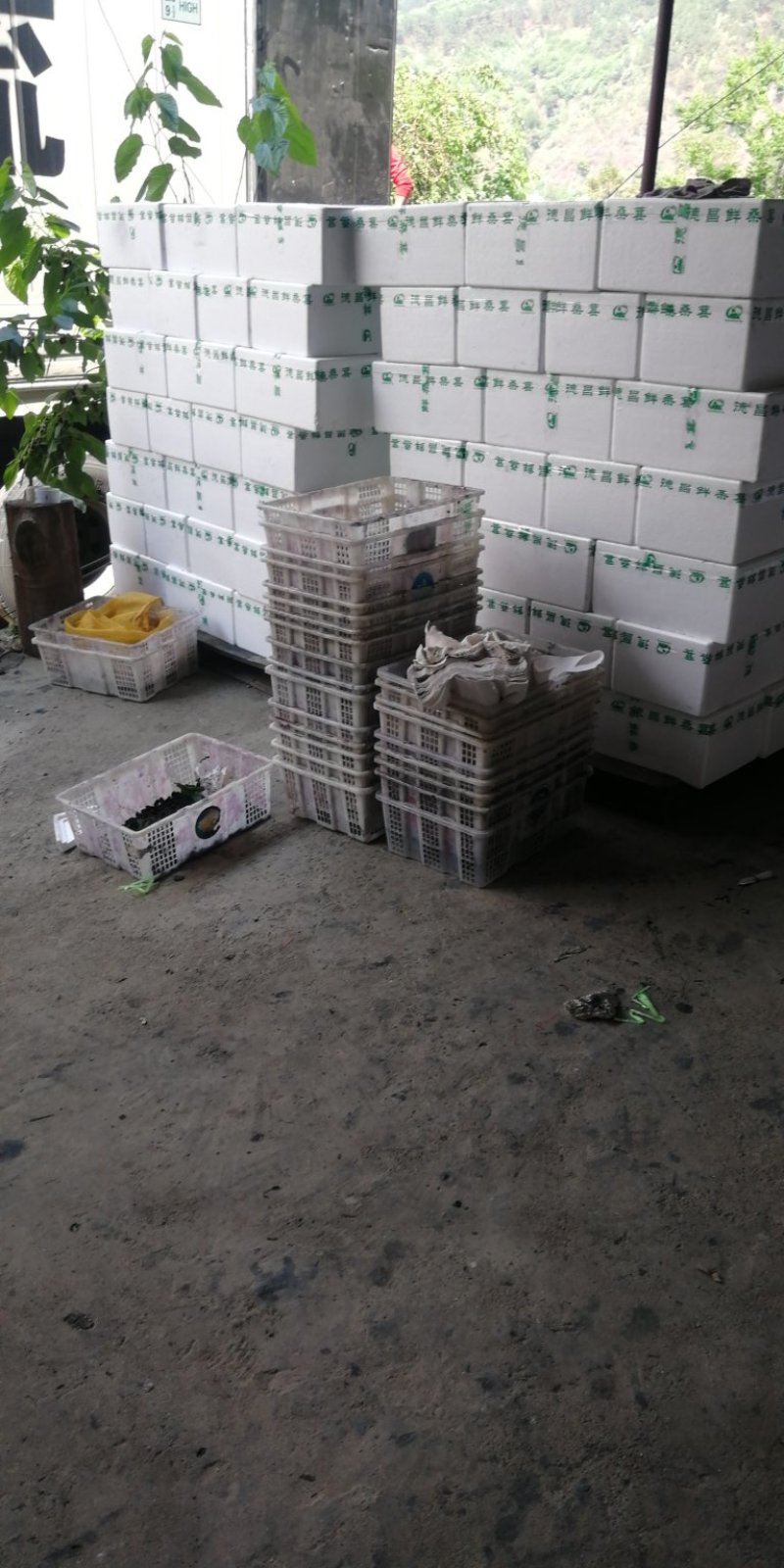 新鲜桑葚