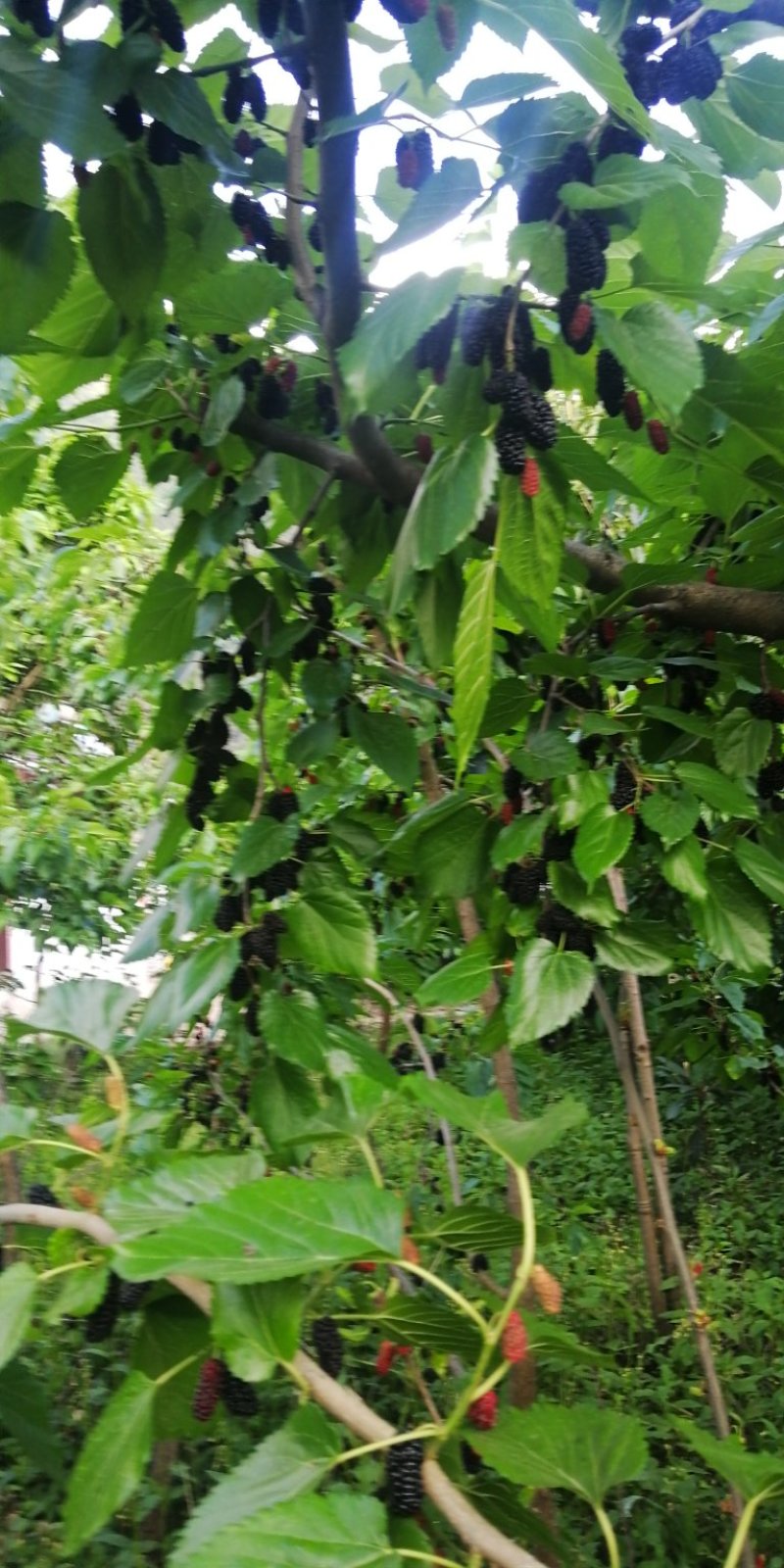 新鲜桑葚