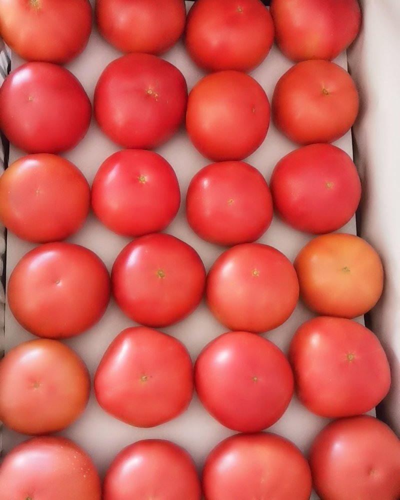 硬粉西红柿