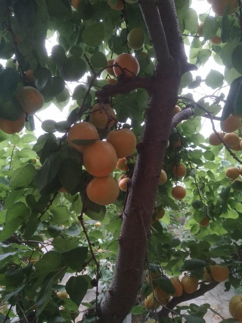 金太阳，丰源红