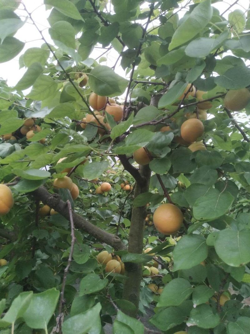 金太阳，丰源红