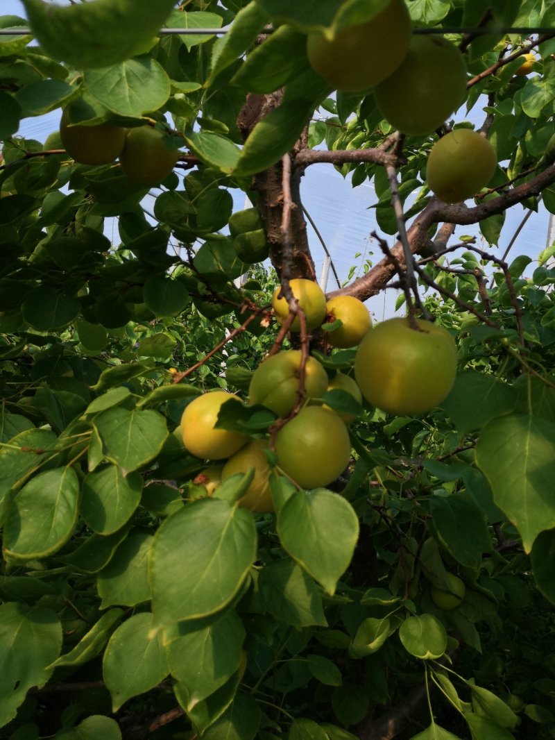 金太阳，丰源红