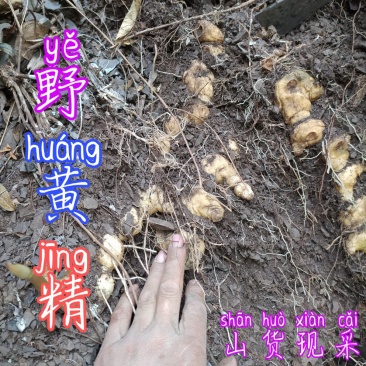 贵州毕节古夜郎大地野生中药材黄精滇黄精