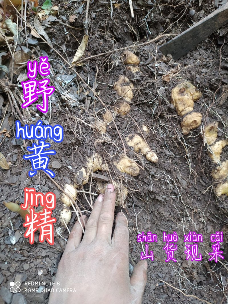 贵州毕节古夜郎大地野生中药材黄精滇黄精