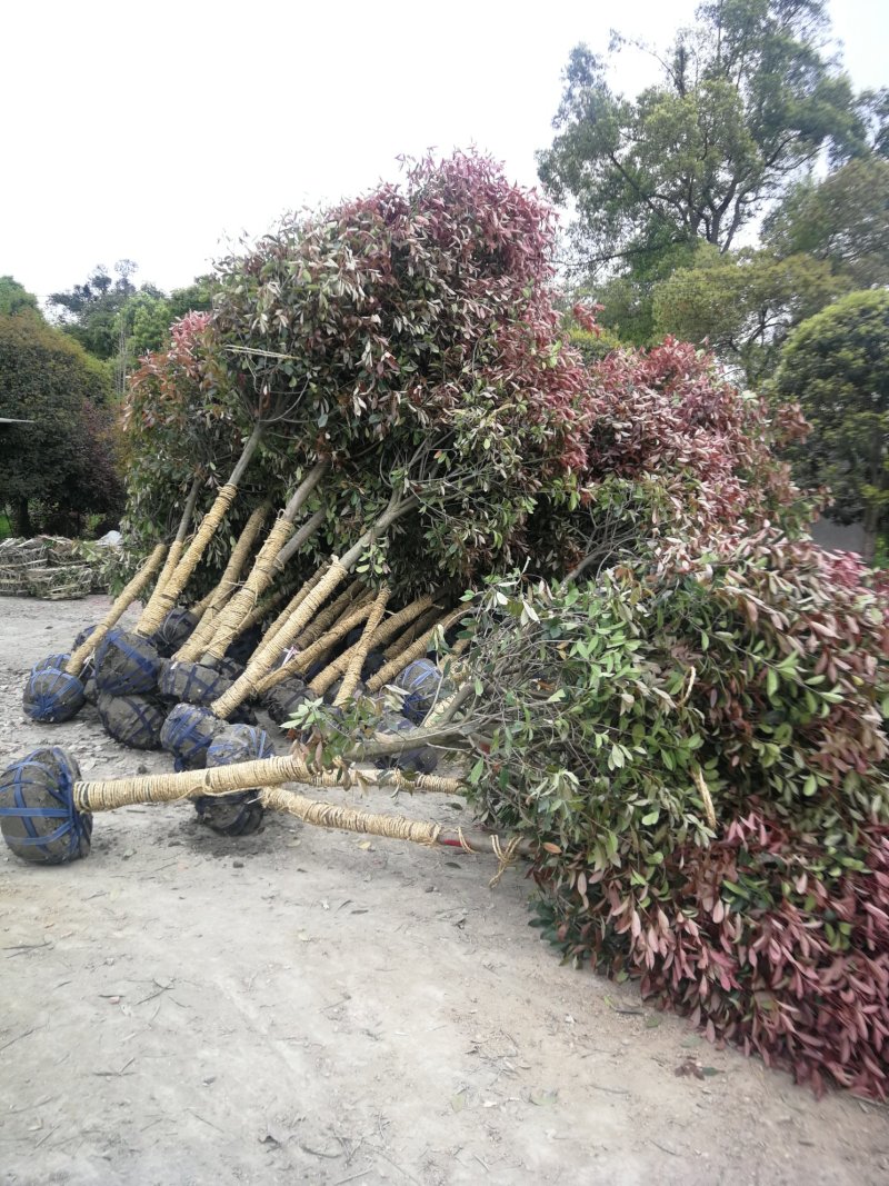 四川成都红叶石楠小苗高25-80cm冠50-350cm