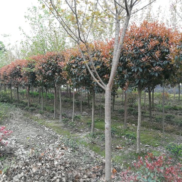 四川成都红叶石楠小苗高25-80cm冠50-350cm