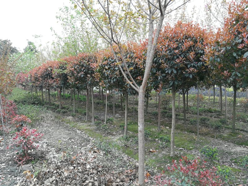 四川成都红叶石楠小苗高25-80cm冠50-350cm