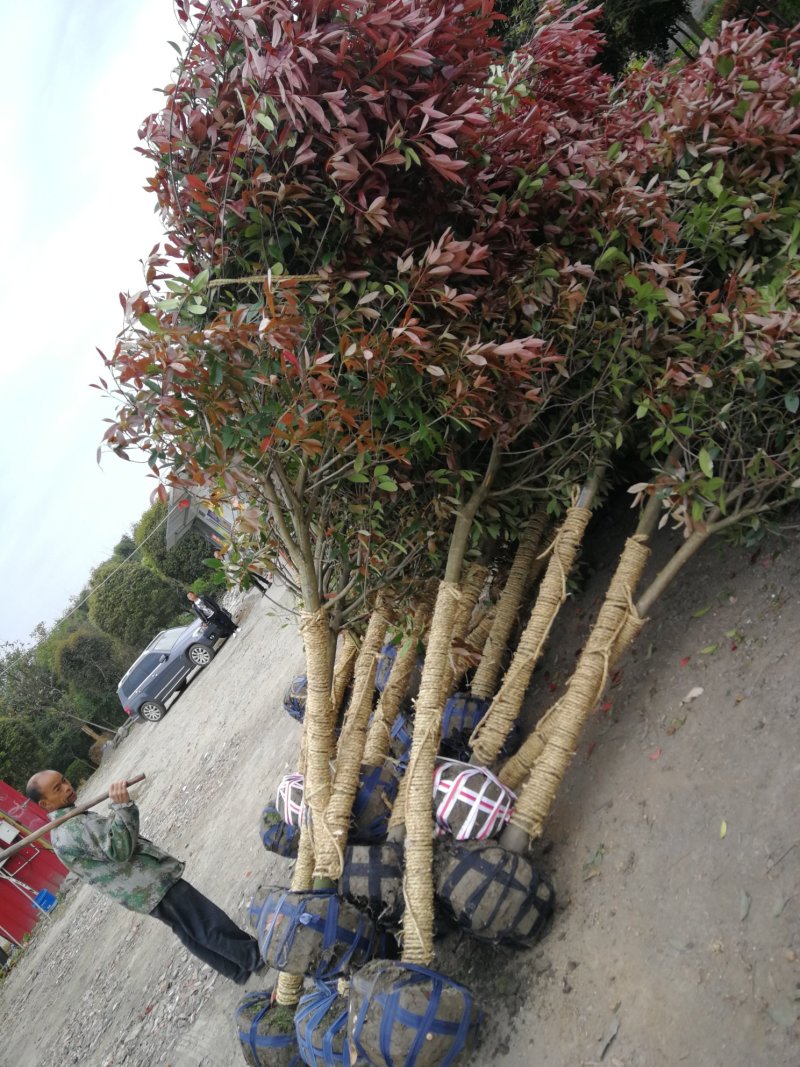 四川成都红叶石楠小苗高25-80cm冠50-350cm