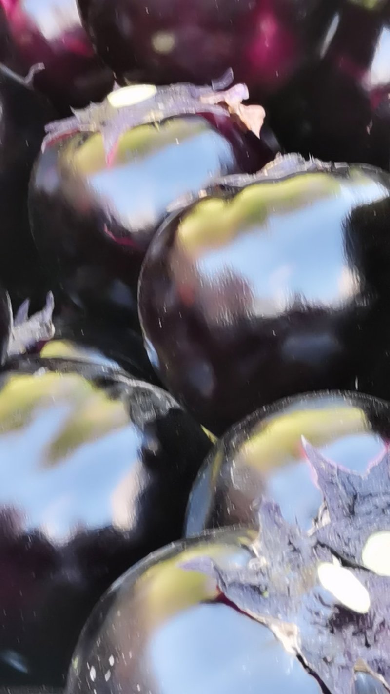 紫光圆茄，货真价实，质量有保障