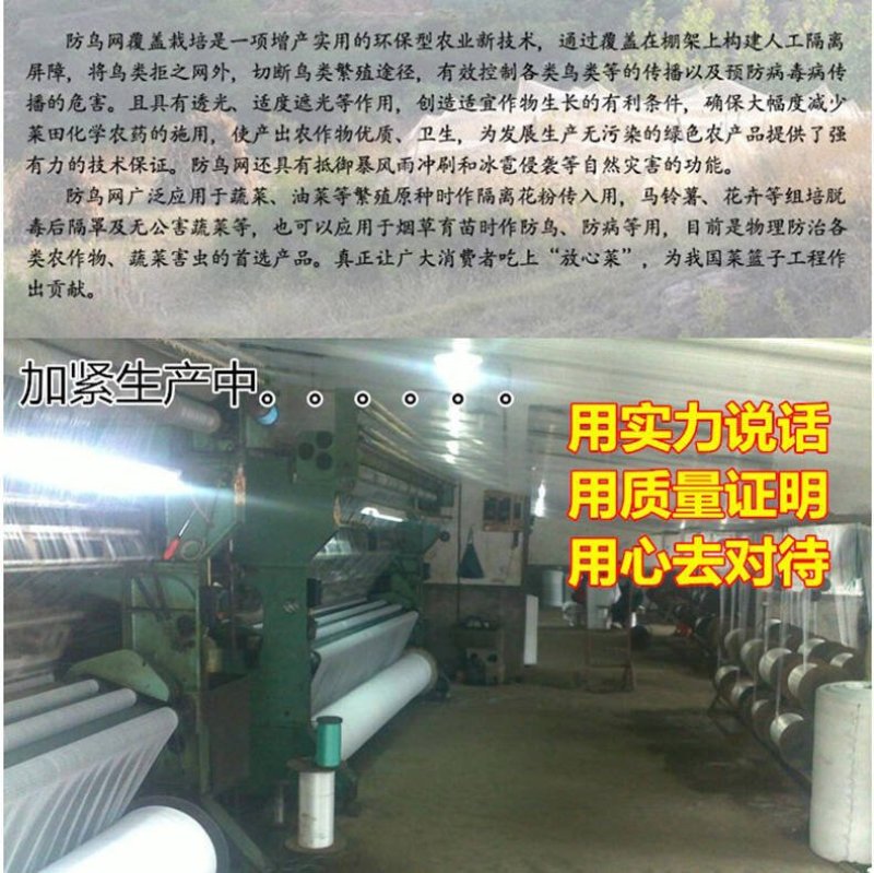 果园尼龙防鸟网天网防护网钓鱼线防鸟网