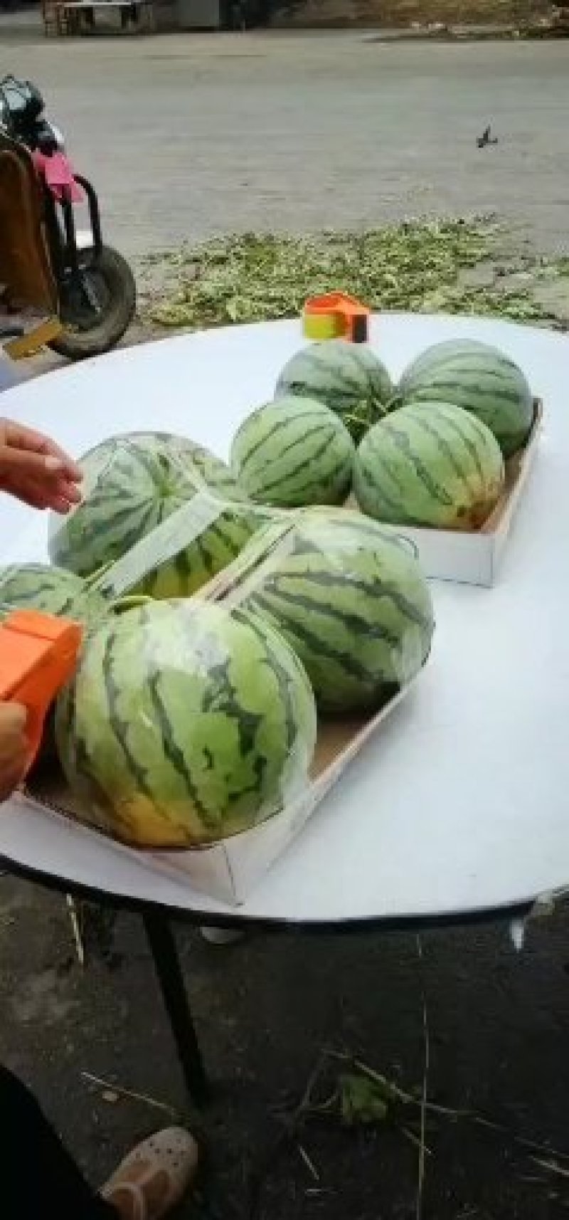8424精品西瓜