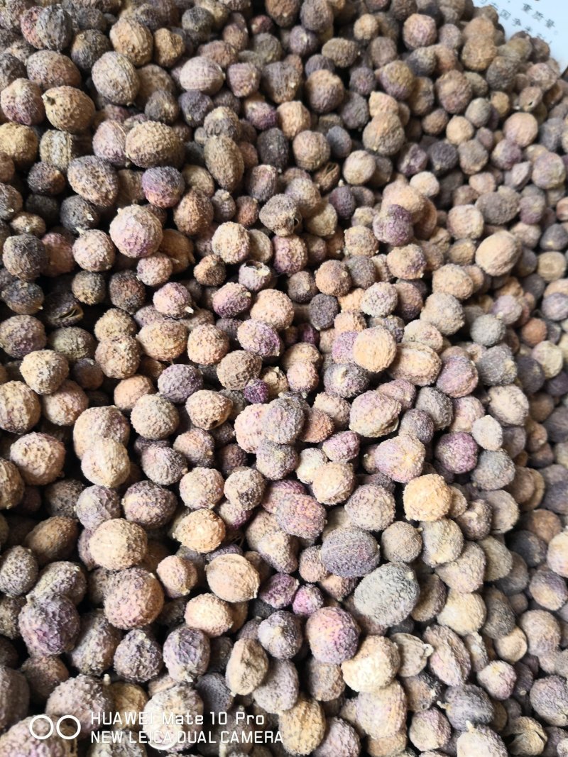 国产砂仁各种规格量大从优含量高