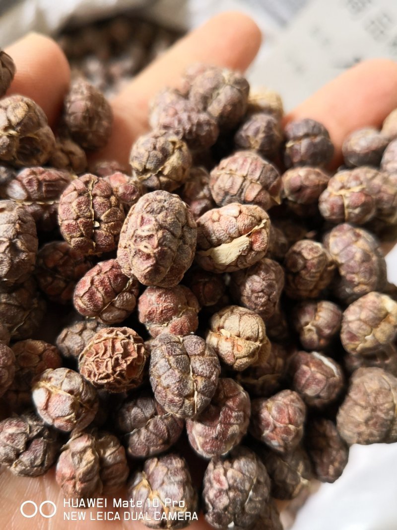 国产砂仁各种规格量大从优含量高
