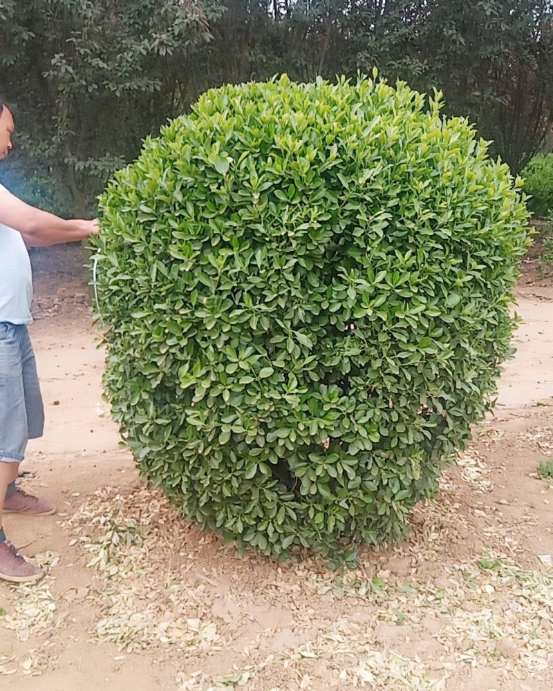 大叶黄洋球，60.....3米，货源充足，部分树腾地处理