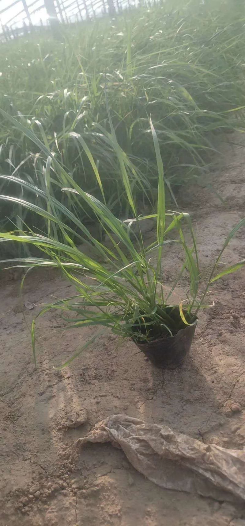 小兔子狼尾草兔子狼尾草狼尾草