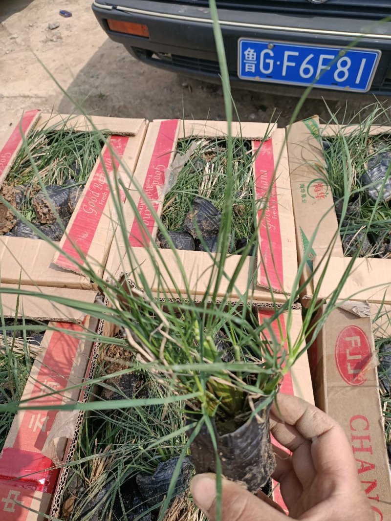 小兔子狼尾草兔子狼尾草狼尾草