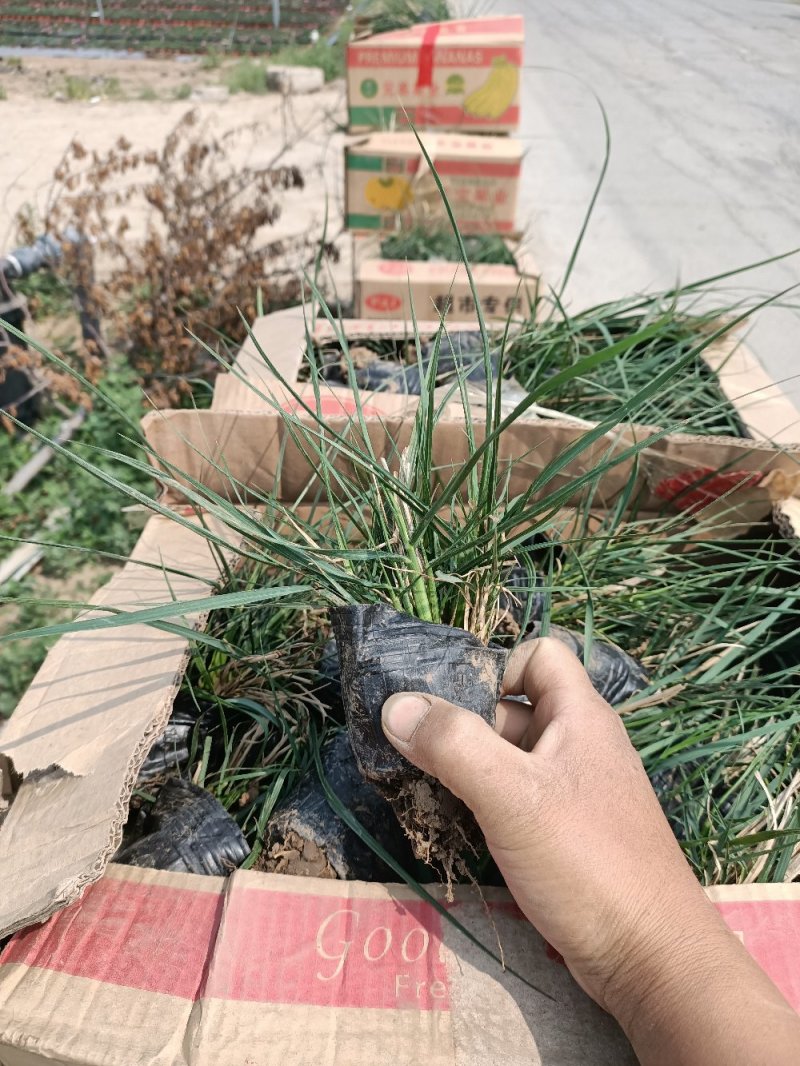 小兔子狼尾草兔子狼尾草狼尾草