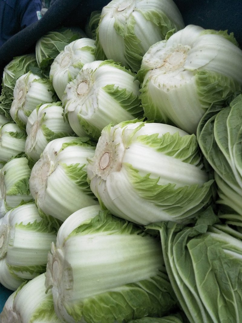 白菜黄心白菜春秋大量供应欢迎光临