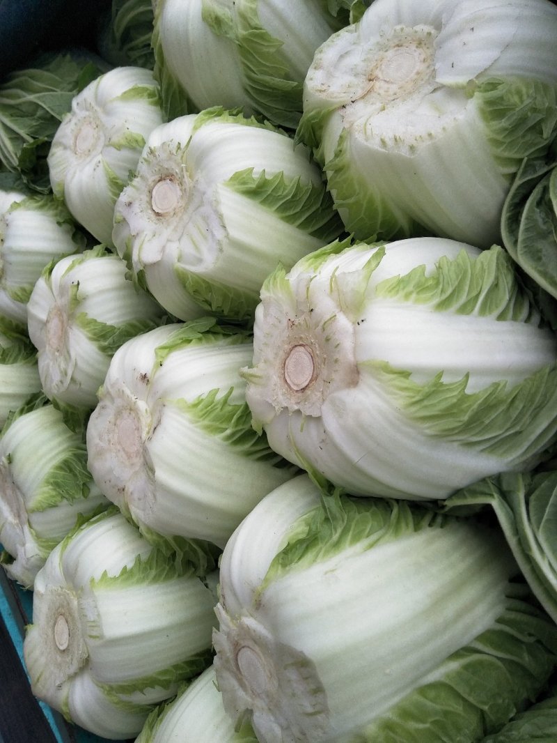 白菜黄心白菜春秋大量供应欢迎光临
