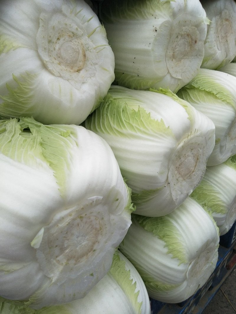 白菜黄心白菜春秋大量供应欢迎光临