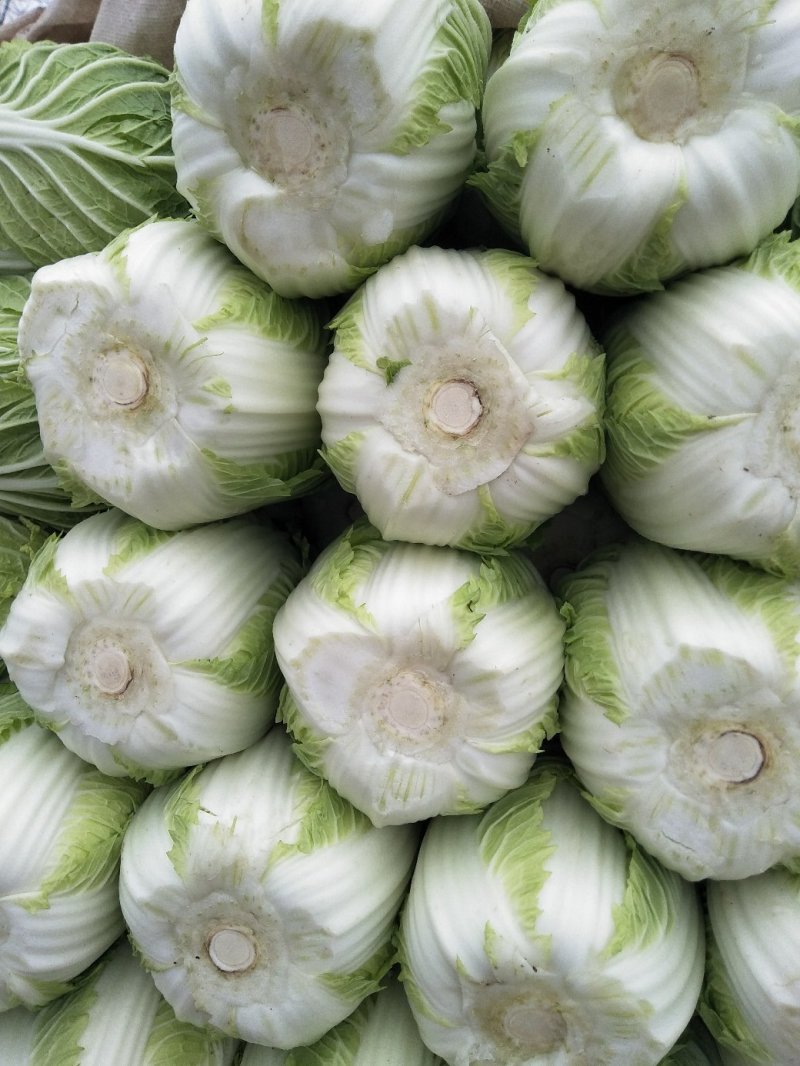 白菜黄心白菜春秋大量供应欢迎光临