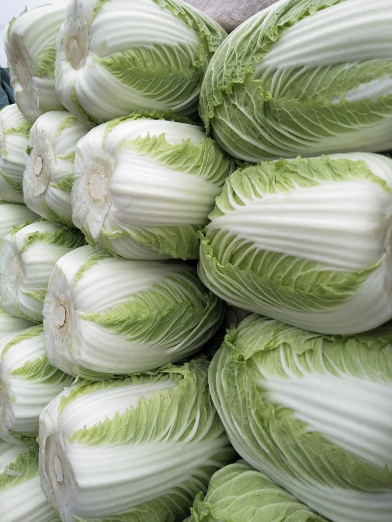 白菜黄心白菜春秋大量供应欢迎光临