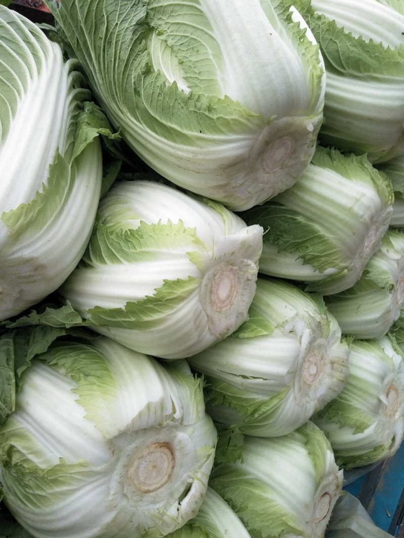 白菜黄心白菜春秋大量供应欢迎光临