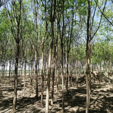 河北国槐各种规格国槐苗自家种植老国槐各种规格