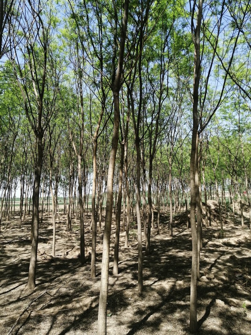 河北国槐各种规格国槐苗自家种植老国槐各种规格