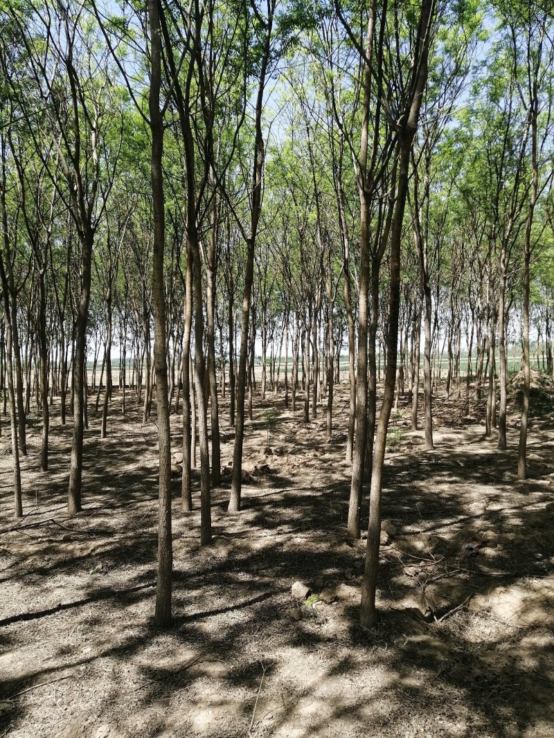河北国槐各种规格国槐苗自家种植老国槐各种规格