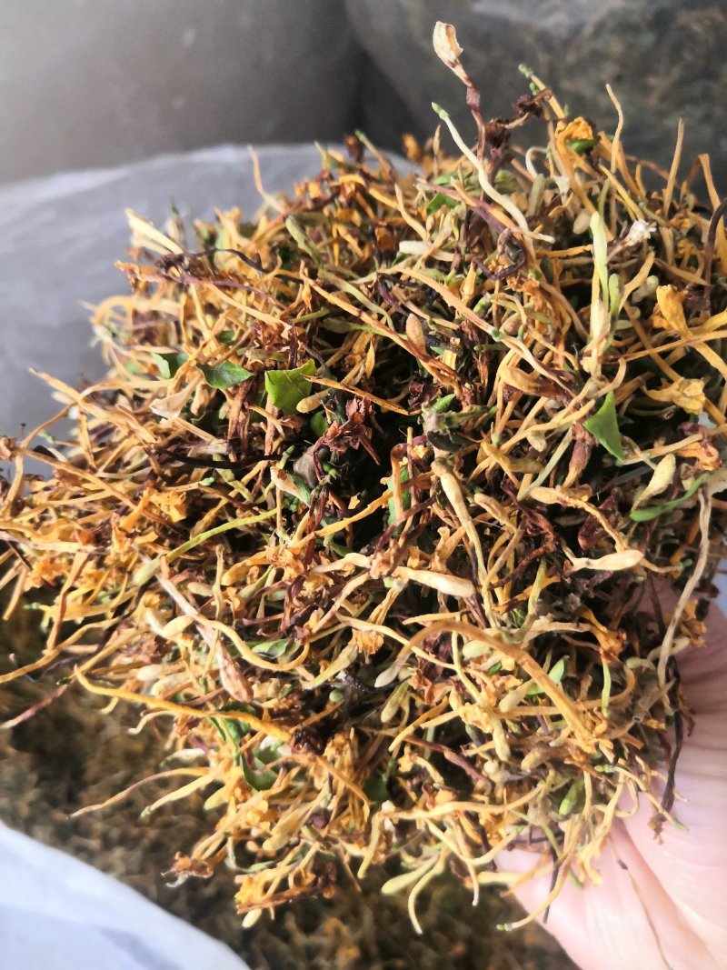 云南野生金银花可视频