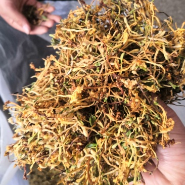 云南野生金银花可视频