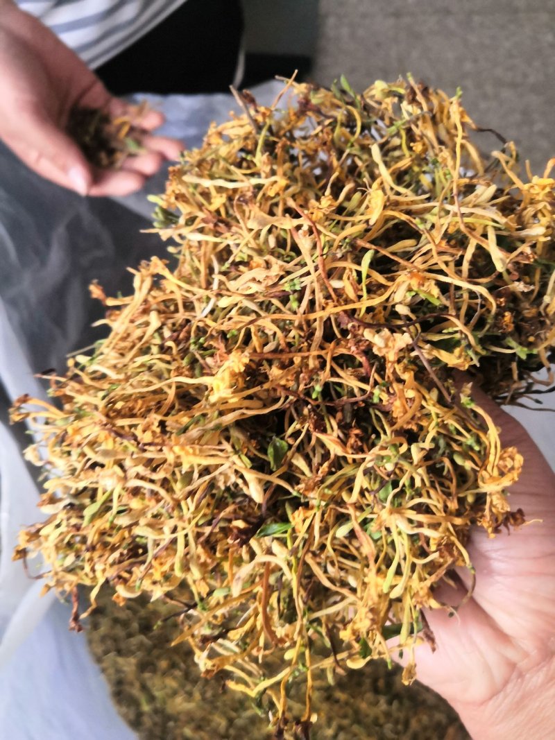 云南野生金银花可视频