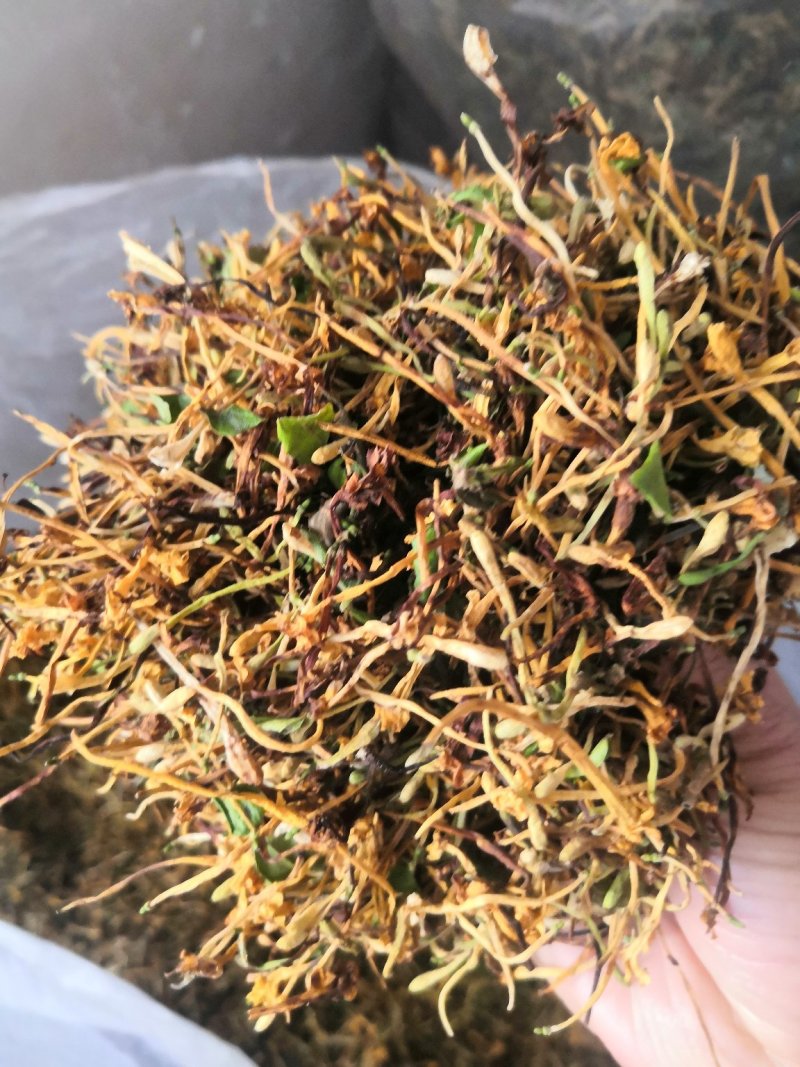 云南野生金银花可视频