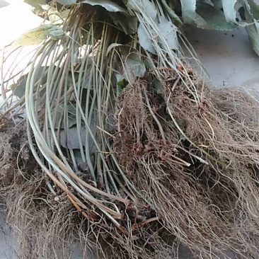 真的大山几十年野生淫羊藿