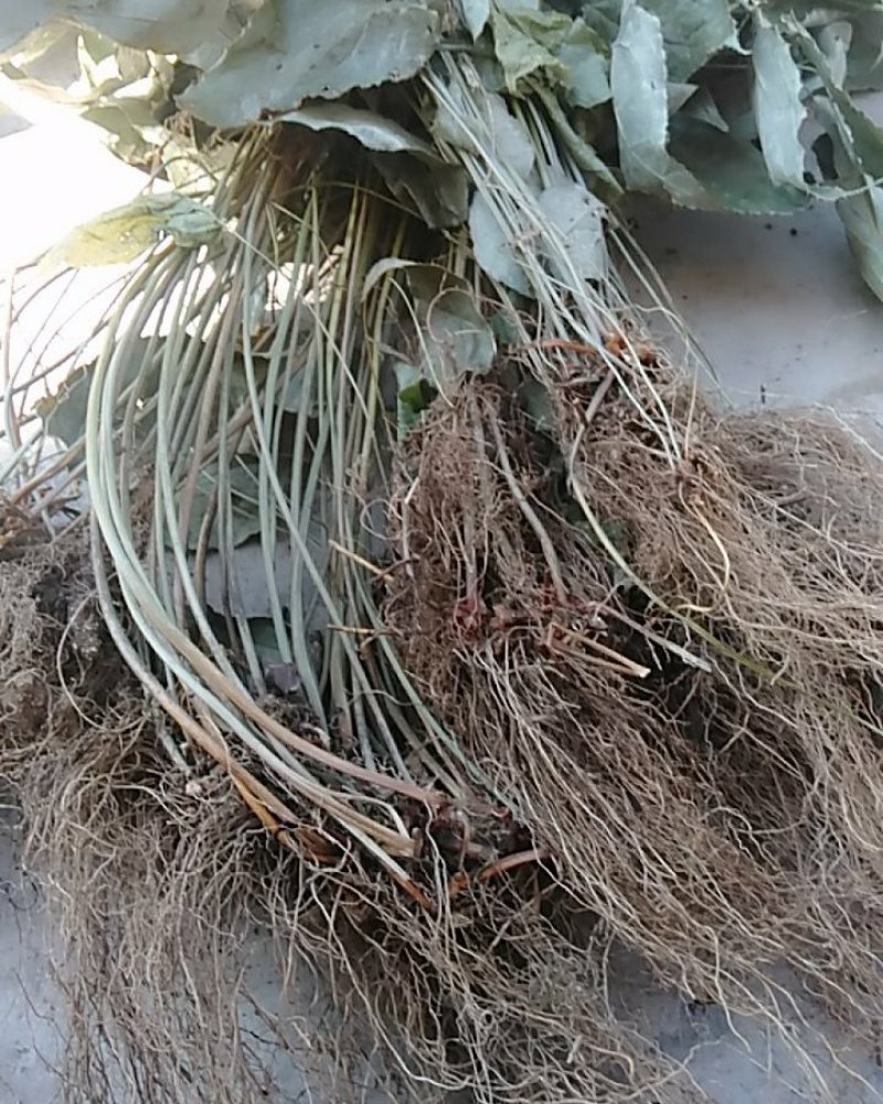 真的大山几十年野生淫羊藿