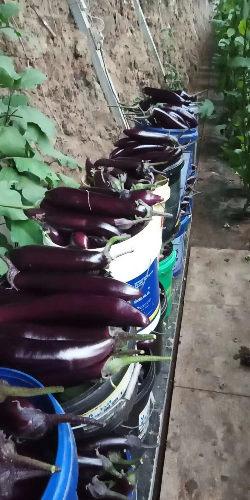 【精选】东北602长茄，货源充足，产地直发，