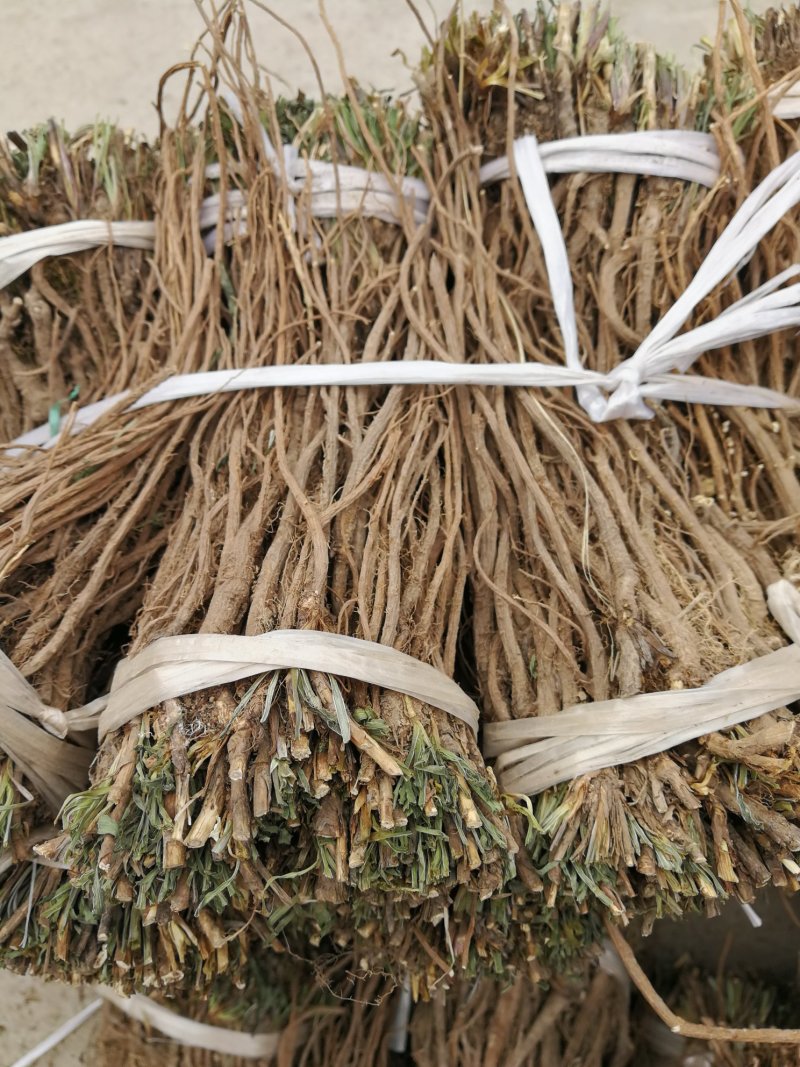 柴胡，野生柴胡，产地直供，无硫无添加，全国包邮。