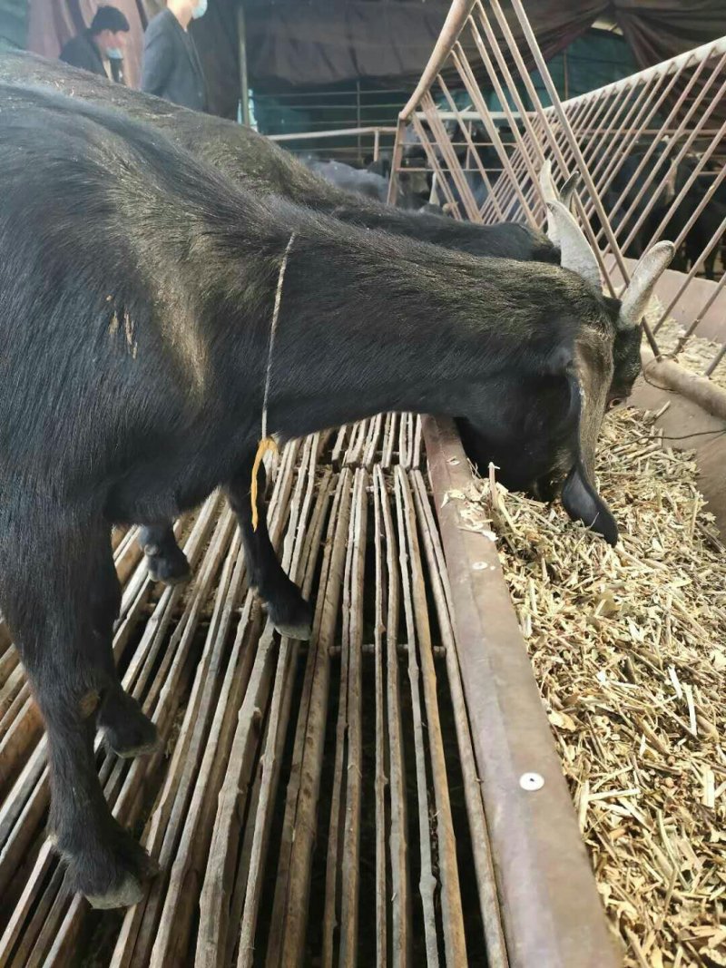 全国免费送货澳洲白山羊山羊活体种羊小羊羔及小羊苗多少钱