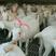 全国免费送货澳洲白山羊山羊活体种羊小羊羔及小羊苗多少钱