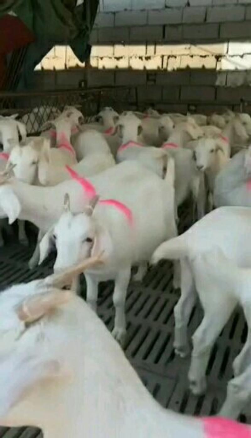 全国免费送货澳洲白山羊山羊活体种羊小羊羔及小羊苗多少钱