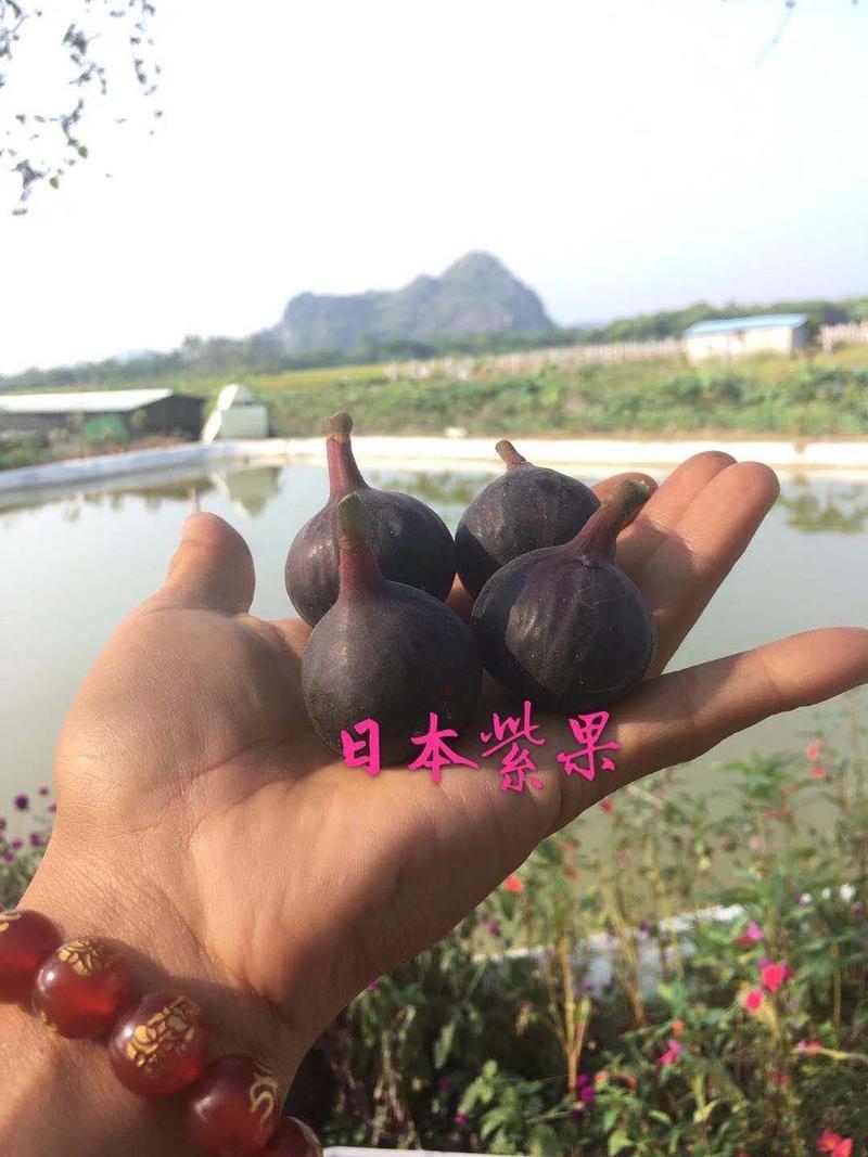 无花果苗波姬红日本紫果大青皮杯苗南北方种植