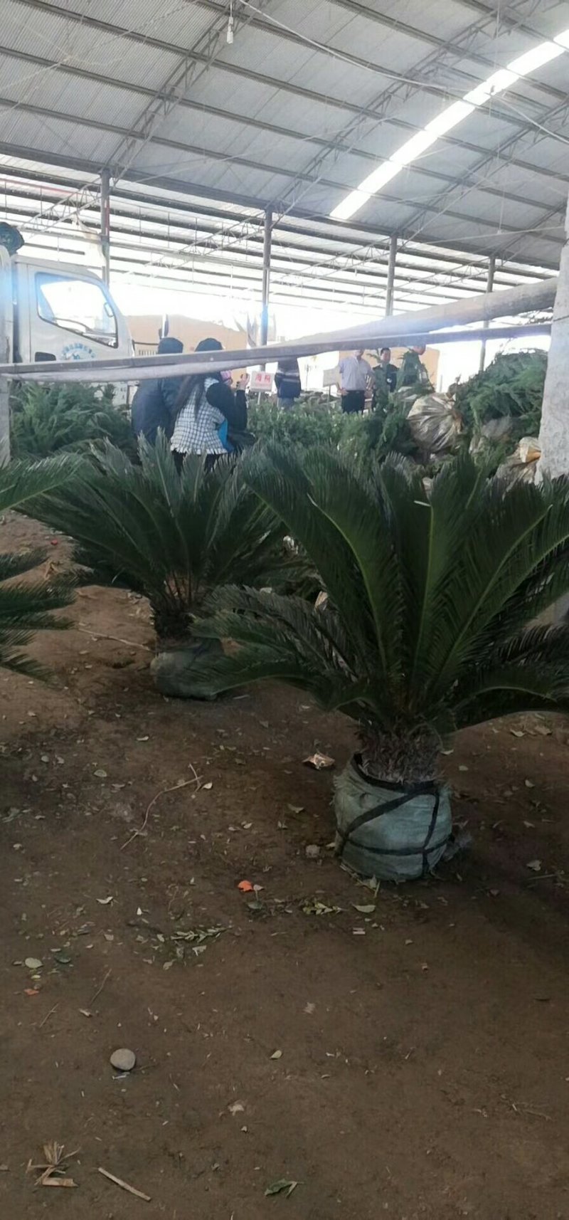 剑麻