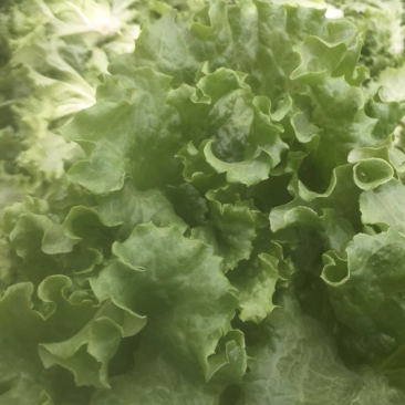 精品生菜