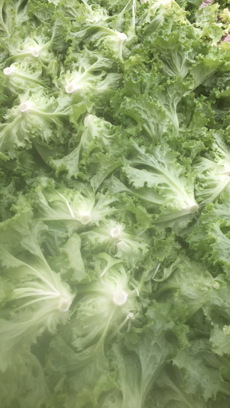 精品生菜