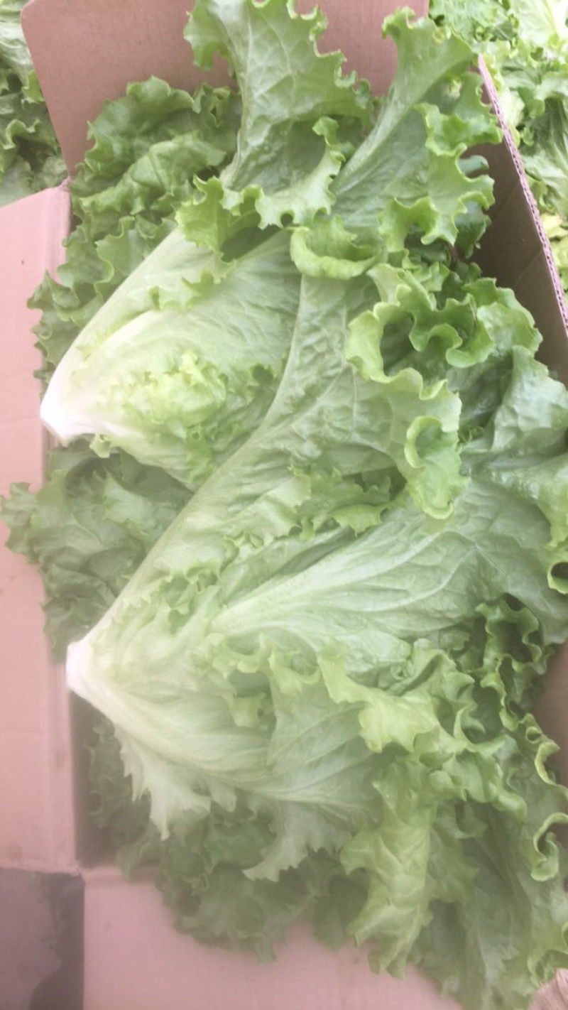 精品生菜