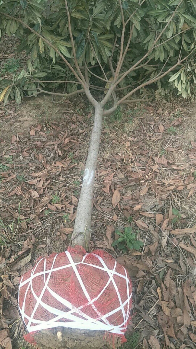 枇杷自家苗圃品质货源放心采购包上车一条龙服务